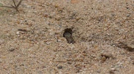 A winged insect with a striped body, digs a small hole in sand in my front garden, then covers it up, and fly's away.