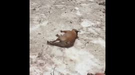 Funny dog finds joy in sliding himself down a hill repeatedly