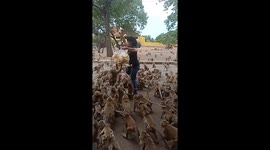 Hungry monkeys mob woman in Thailand