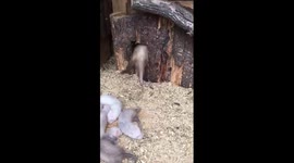 2 ferret moms hide their kids in a house.