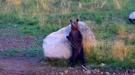 Bear cub does twerking dance against boulder to scratch itchy behind
