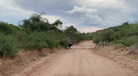 Curious cow investigates a mysterious moo