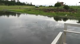 Muskrat is unafraid and swims up to fishermen