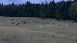 Talkative elk sound like orca whales