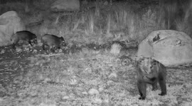 'Bear meets boar' Wildlife cam catches predator and prey living side-by-side