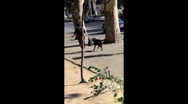 My neighbors dog is so gentle