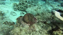 Clownfish in Anemone