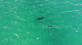 Dolphins and Humpback Whales - drone shot