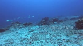 Cruising Whitetip Reef Shark