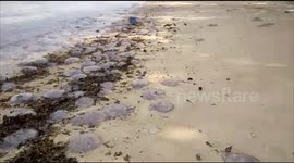 Jellyfish invaded the Coast in Indonesia