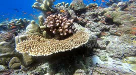 Diverse tropical fish swimming beautiful coral garden