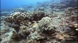 Cute orange fish swimming over coral bed