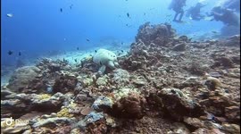 Giant Sea Turtle!