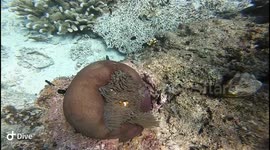 Clownfish in anemone!