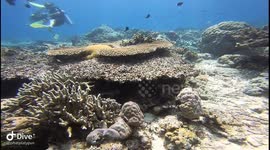 Giant sea turtle resting on a coral bed