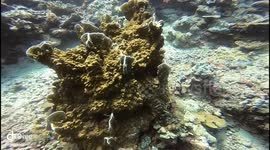 Diverse fish over coral garden