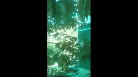 Cute Little Bird It's banging in the Glass and Looking for her baby