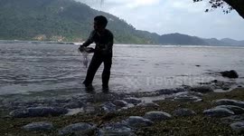 Thousands of stinging jellyfish wash up on shores of Indonesian beach