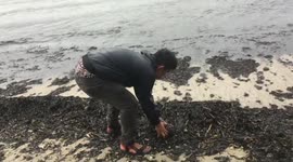swift winds on the shore of the river Pinang make waves blow piles of tree leaf debris to the beach