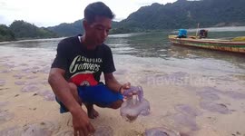 Dramatic video shows hundreds of jellyfish wash up dead on Indonesian beach