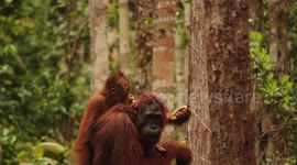 Endangered baby orangutan climbs on mother's back for support