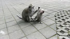 Adorable balinese long tailed monkeys grooming in the monkey forest in Ubud, Bali, Indonesia