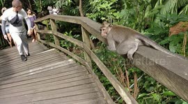Lazy monkey slithering along wooden fence in Bali, Indonesia