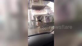Strong wind caused by typhoon Lekima blows octopuses onto car windscreen in China