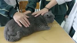 Adorable british shorthair cat goes through a petting spa!