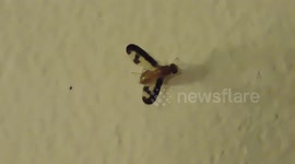 UFO Insect Never Seen Before