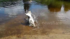 Synchronised Swimming with my Alaskan Malamute Sojou