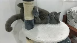 Adorable british shorthair kitten playing on a cat tree!