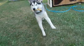 Alaskan Malamute Sojou Squeaky Toy Zoomies