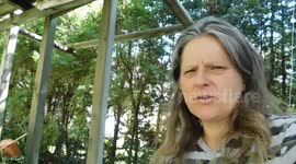 Monarch Enclosure Falls Caterpillar Fatality