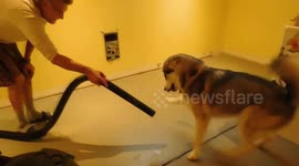 Alaskan Malamute Sojou Battle of the Vacuum Cleaner