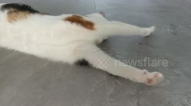 Adorable calico cat reacting to catnip for the first time!