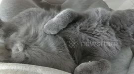 British shorthair kitten dreaming while sleeping