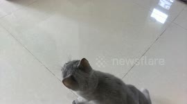 Adorable britishshort hair kitten goes crazy chasing a string!