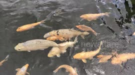 Giant koi fish in a temple pond in Bali, Indonesia