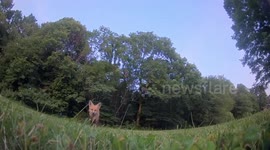 Fox Steals Drone