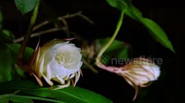 Night-Blooming Cereus time lapse