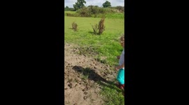 Little girl plays with mummy's horses