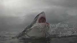 From The Deep! Epic Moment When A Great White Shark Breaches In Slow Motion