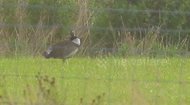 Rare bird helps raise money for charity.