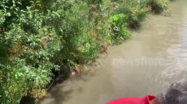 Canal Sheep rescue