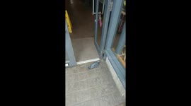 Pigeon hits costa window