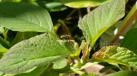A Fly Cleaning Itself While Resting on a Leaf of Red Spinach