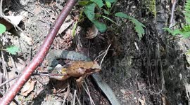 Huge frog eaten by tiny garter snake