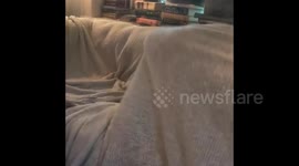 Funny dog under the blanket