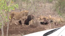 Seven Lions eating an African Buffalo